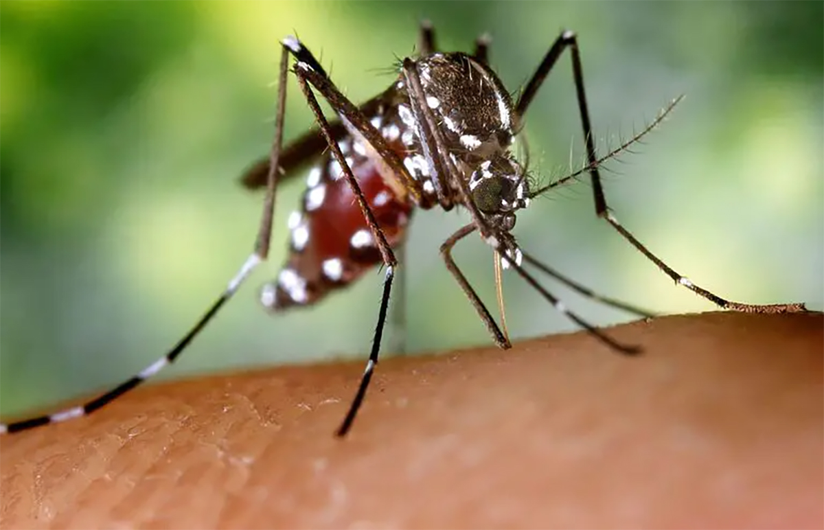 malaria mosquitoes