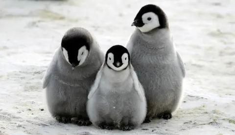 The emperors have no ice — mass drowning of Antarctic penguin chicks rattles scientists