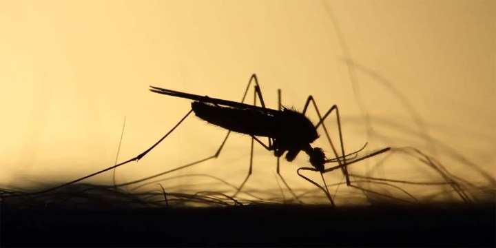 Climate change could worsen the spread of malaria in SA