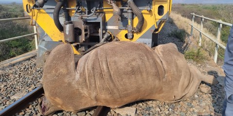 Plea for Transnet to ‘slow down’ after train ploughs into four rhinos at Phongolo
