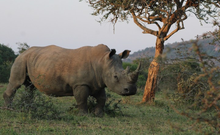 More than 60% of rhino killings now in KwaZulu-Natal as poachers shift from ‘battered’ Kruger Park