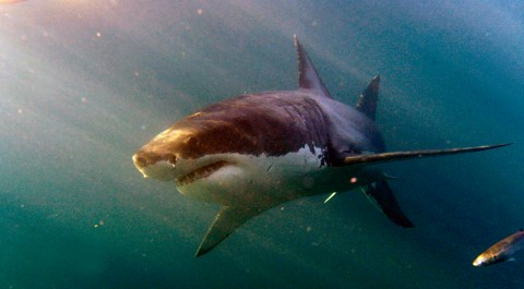 Cape’s missing great white shark mystery solved, with implications for cross-border conservation
