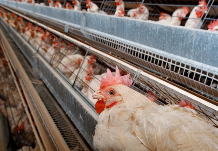 South Africa faces chicken meat shortage as power crisis, bird flu hit producers