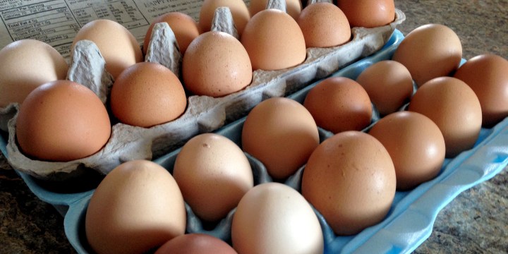 Avian flu sees four million chickens destroyed, raising egg conundrum for SA consumers