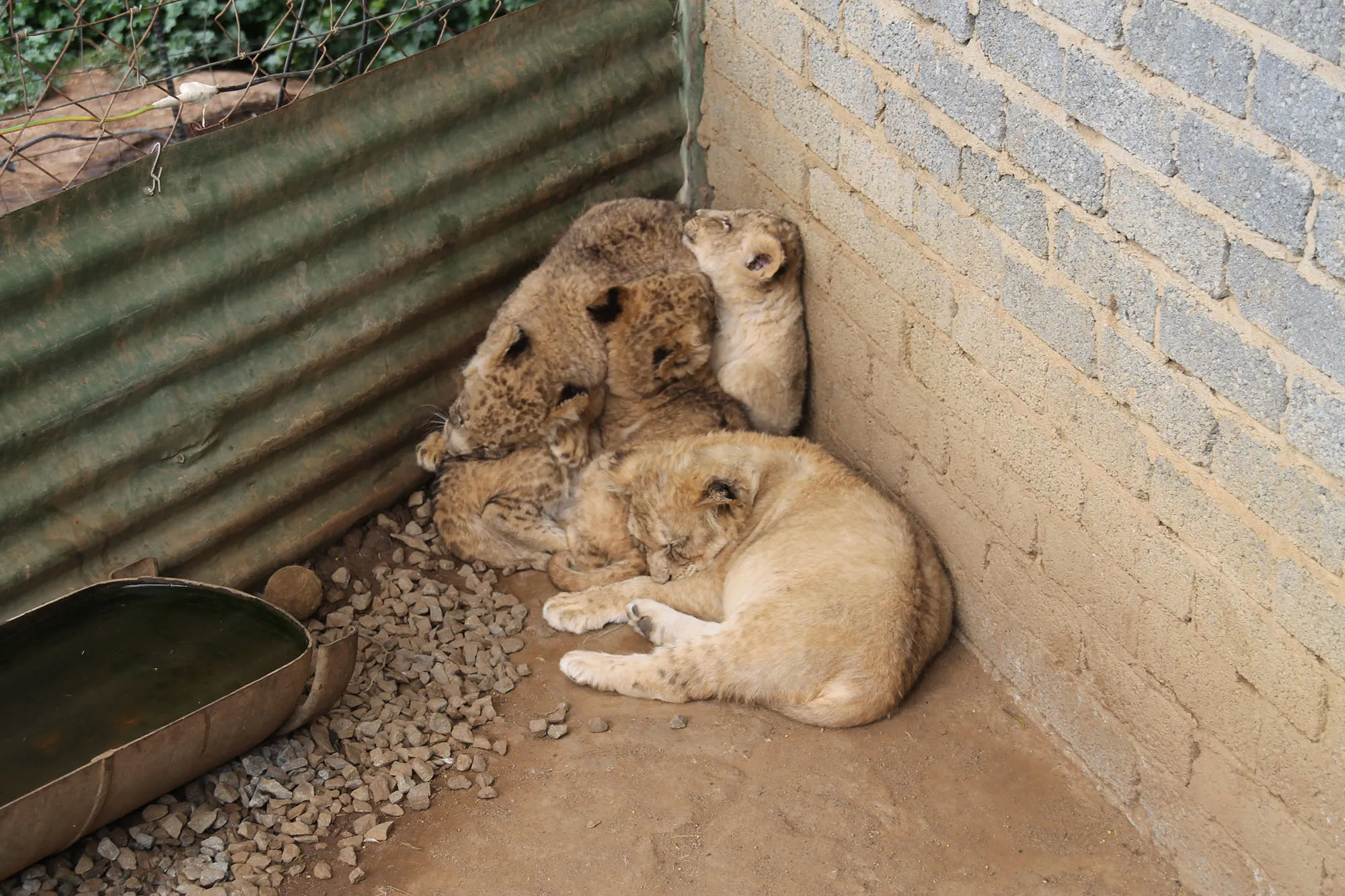 captive lion breeding