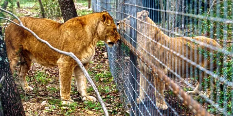 Government opens public comments on policy to end captive lion breeding