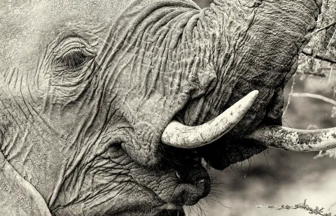 Balule trophy hunt — how not to shoot an elephant