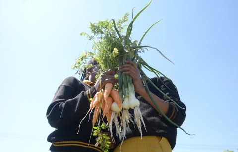 Tshwane schools set up food gardens to supplement the government nutrition scheme and boost the curriculum