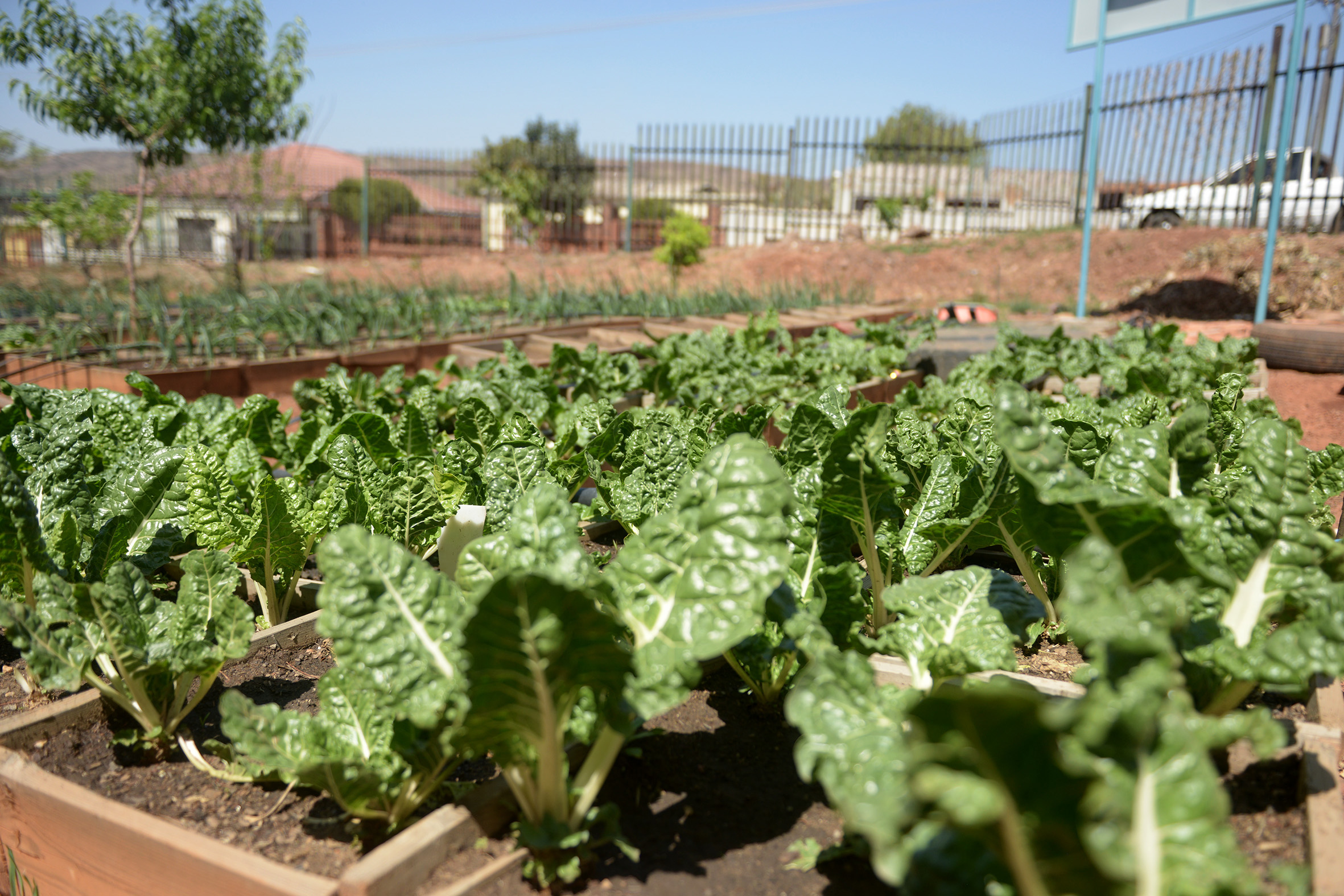 tshwane schools food gardens