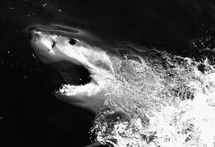South Africa’s great white sharks are changing locations – they need to be monitored for beach safety and conservation