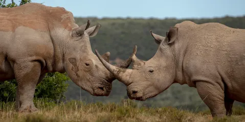 ‘Good news’ for rhinos as Africa defies poaching crisis to boost populations