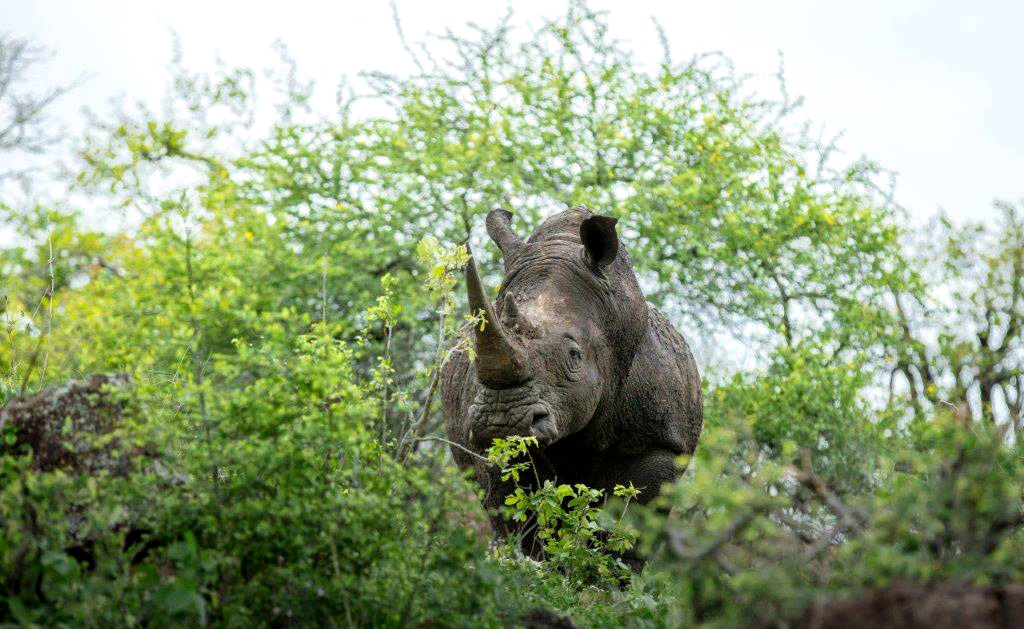 save rhinos