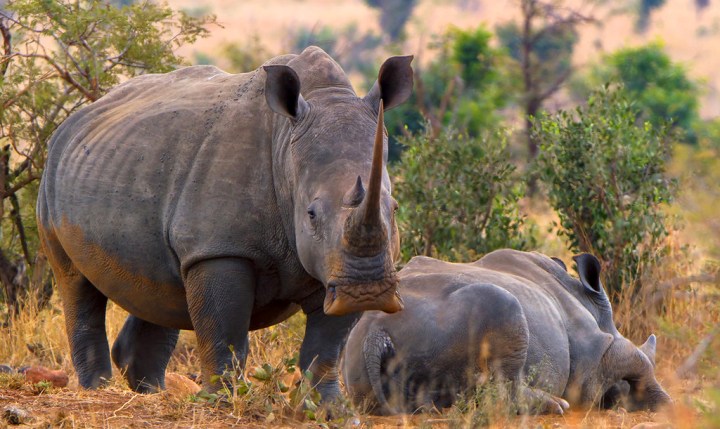 Keen to save rhinos? Focus on their rear ends – not their horns – says veteran conservationist