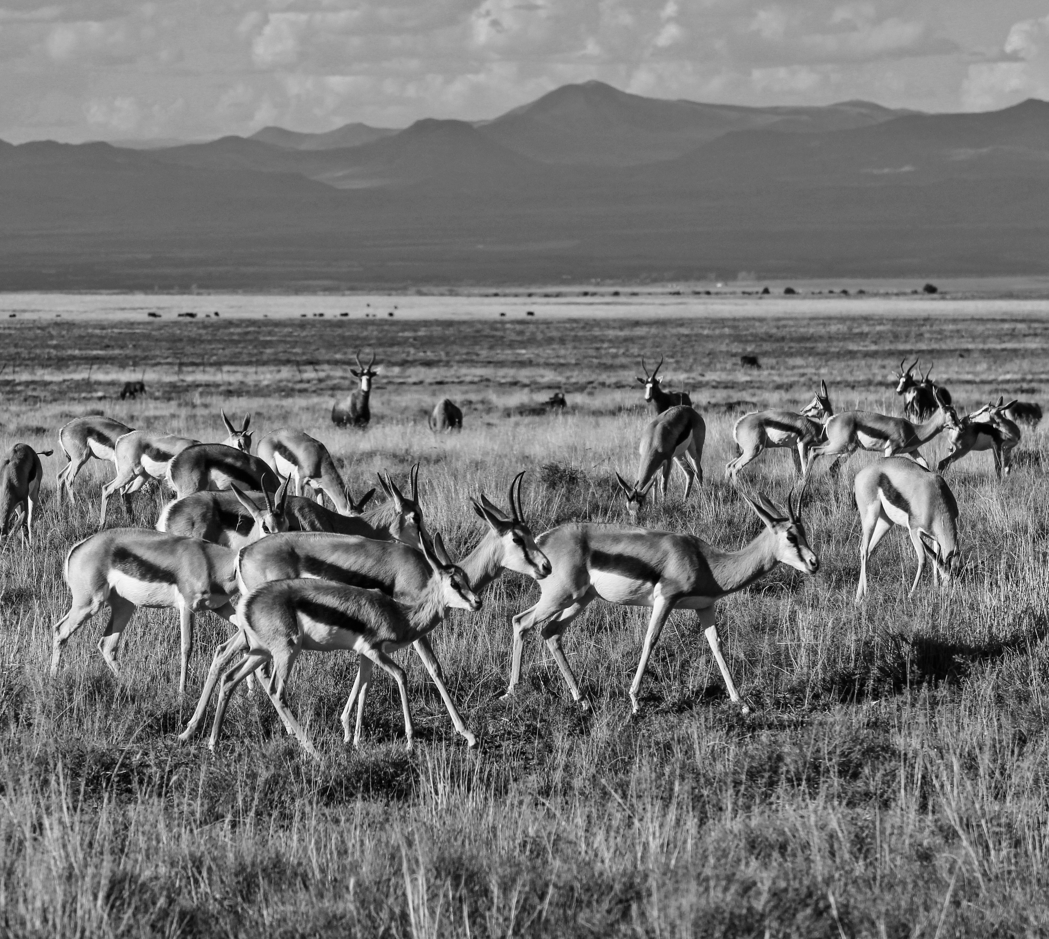 A mere sampling of the springbok that once crossed the Karoo plains in their millions. Photograph by Chris Marais.