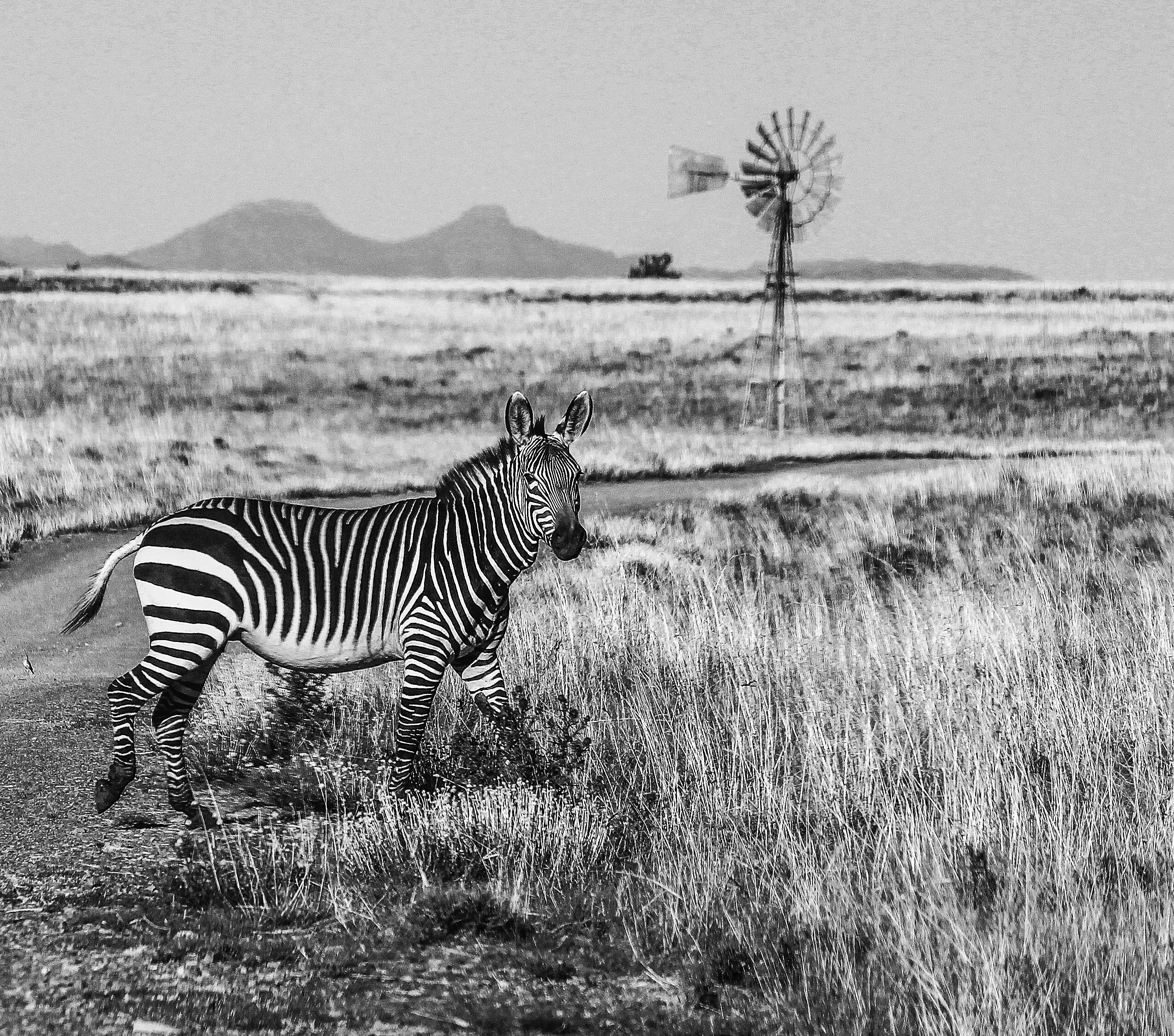 The Mountain Zebra – one of the icons of Cradock. Photograph by Chris Marais.