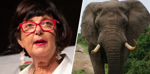 Conservationists appeal for end to hunting of elephants in private reserves bordering Kruger