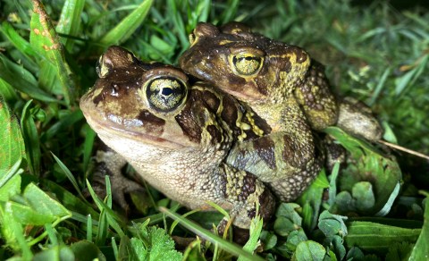 Western leopard toads on the roads — critically endangered species gets helping hand from conservationists