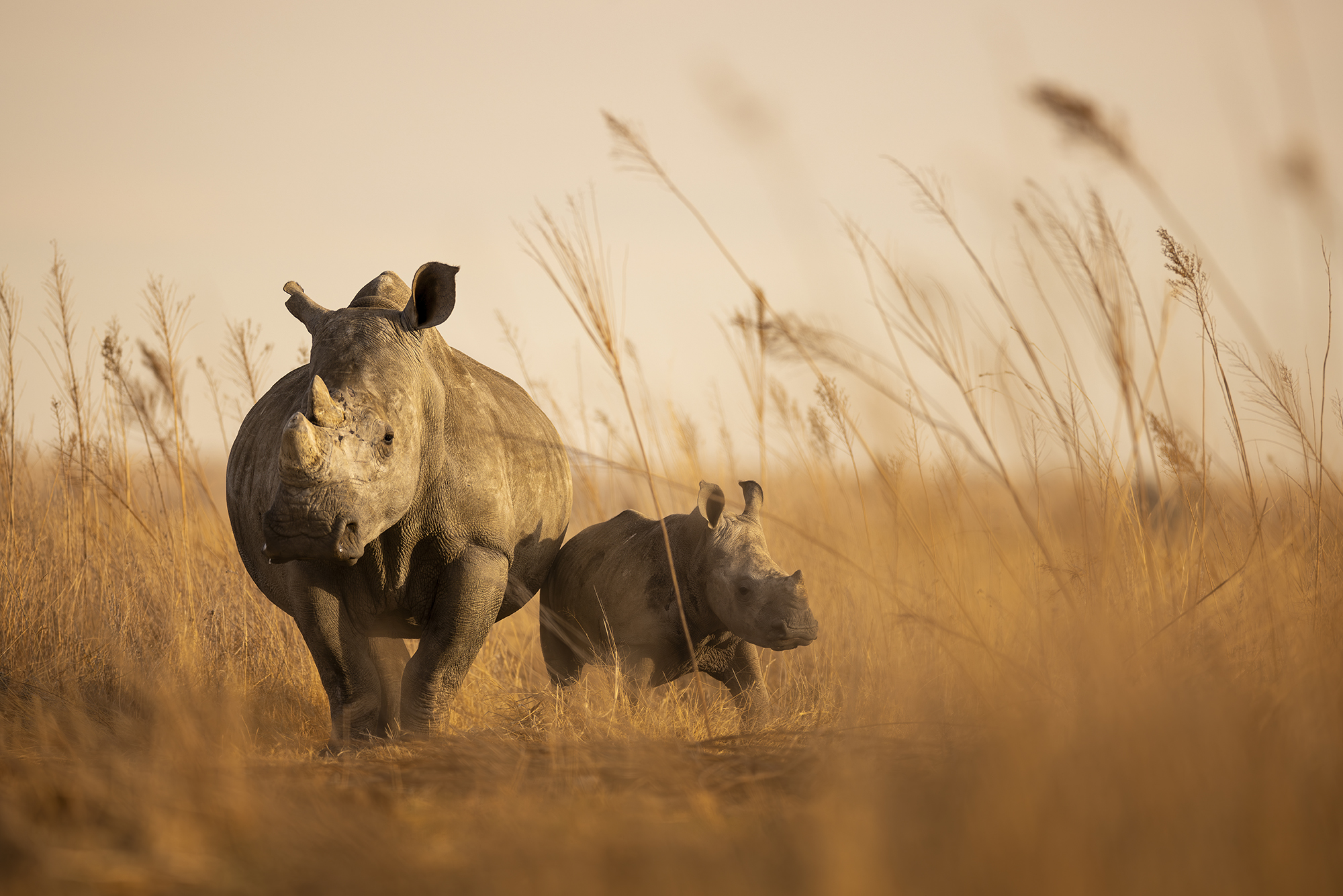 rhino lifeline