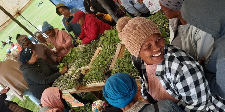 Defiant joy in Montagu – women smallholder farmers hand out seedlings and a little hope in fight against hunger