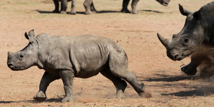 Kruger’s rhinos continue to face unrelenting threats and catastrophic population declines