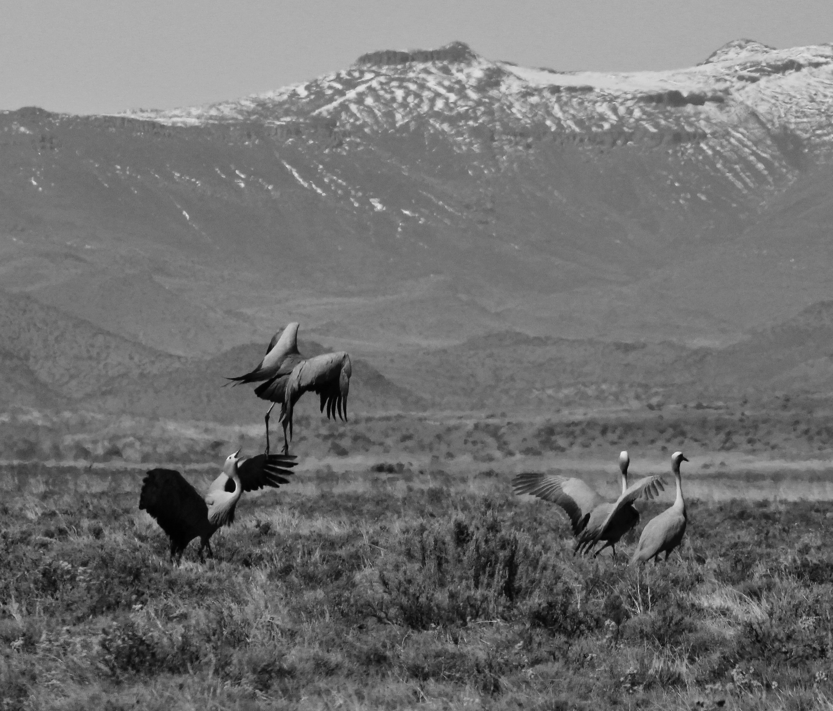 Blue Cranes in the Lootsberg Pass on the way to Nieu-Bethesda. 