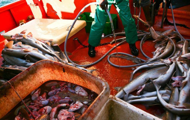 The Lawless Ocean — an unfolding disaster for the love of fried fish