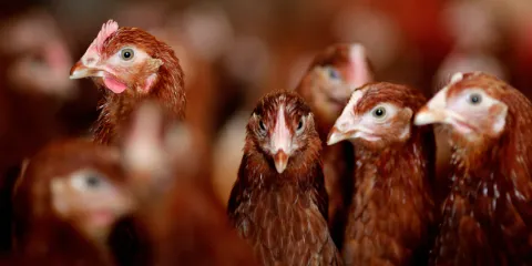 Chicken back on the festive menu as poultry industry ‘well’ on its way to avian flu recovery