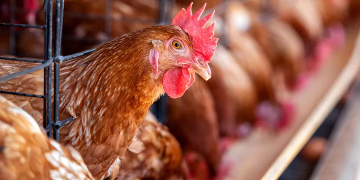Food security threat: Government calls for relaxation of dumping duties on poultry imports