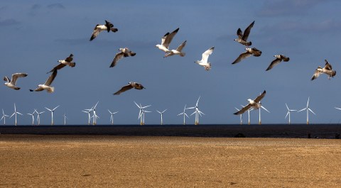 Energy sector explores strategies to limit bird and bat fatalities at wind farms