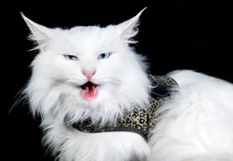 Feline influencer Sigrid at cat fancier Supreme Show, and more from around the world