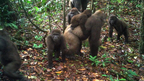 Communities and conservationist bring endangered gorillas back from the brink