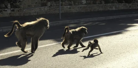 Baboon task team attempts to ‘quietly’ remove Simon’s Town troop
