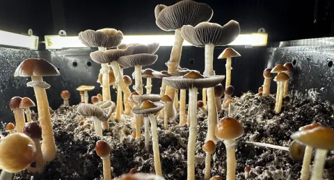 South African psychiatrists gear up to treat depression with psychedelics