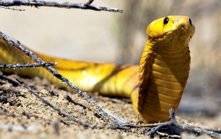SA well stocked with antivenom, say experts as snakebite season looms