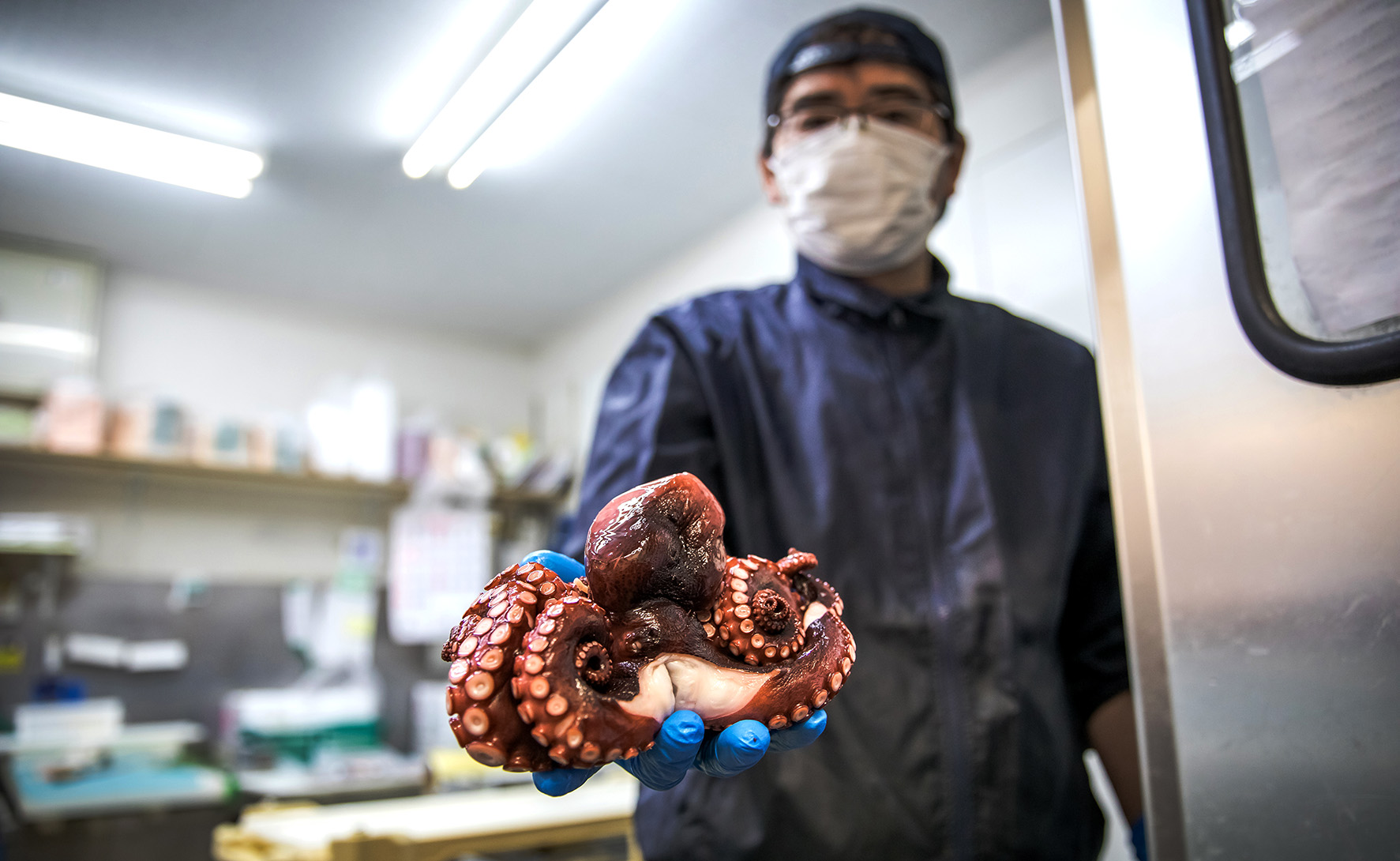 japan octopus