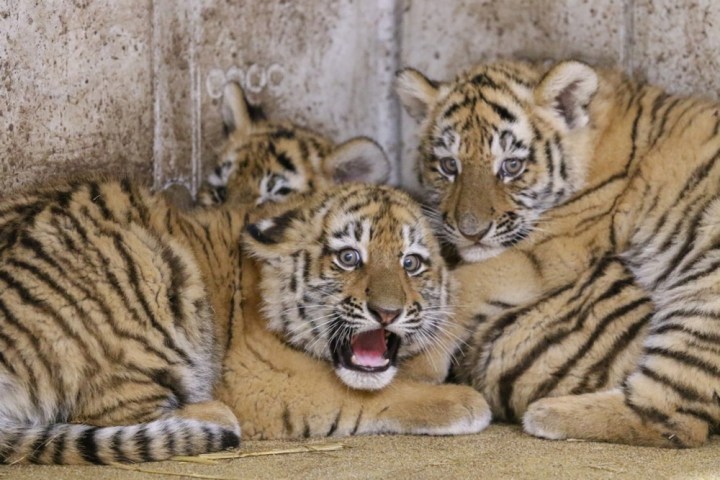 Siberian tiger cubs born in Polish zoo, and more from around the world