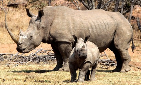 New tax incentive might be just what’s needed to save SA’s threatened species