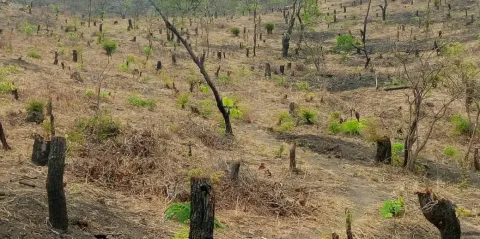 War on nature — Malawi’s Michiru Forest Reserve is being horrifically stripped to extinction
