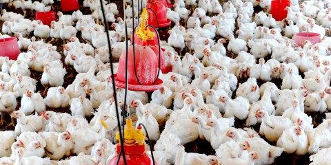 Cheap as chips? Not for long – importers’ body says chicken prices are about to rise sharply