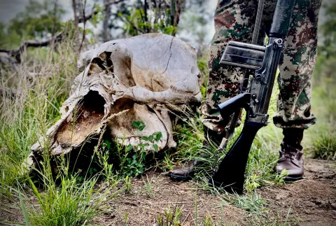 Court gives two accused snare poachers a slap on the wrist despite ‘admission’ of guilt