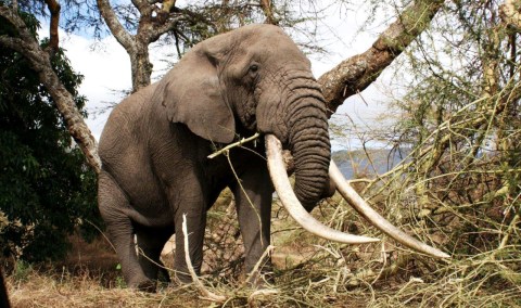 Canada blocks import of ivory, rhino horn and trophies