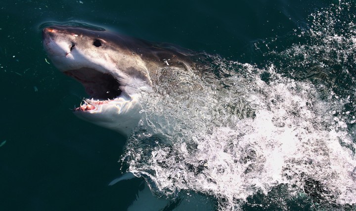 The Last Shark — documentary starkly illustrates decline of great whites in SA waters