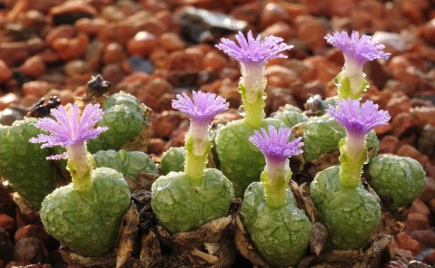 SA battling to protect precious succulents from blooming illegal trade