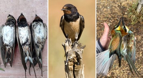 ‘Devastating’ death of dozens of migrating birds across SA points to coming climate change havoc — experts