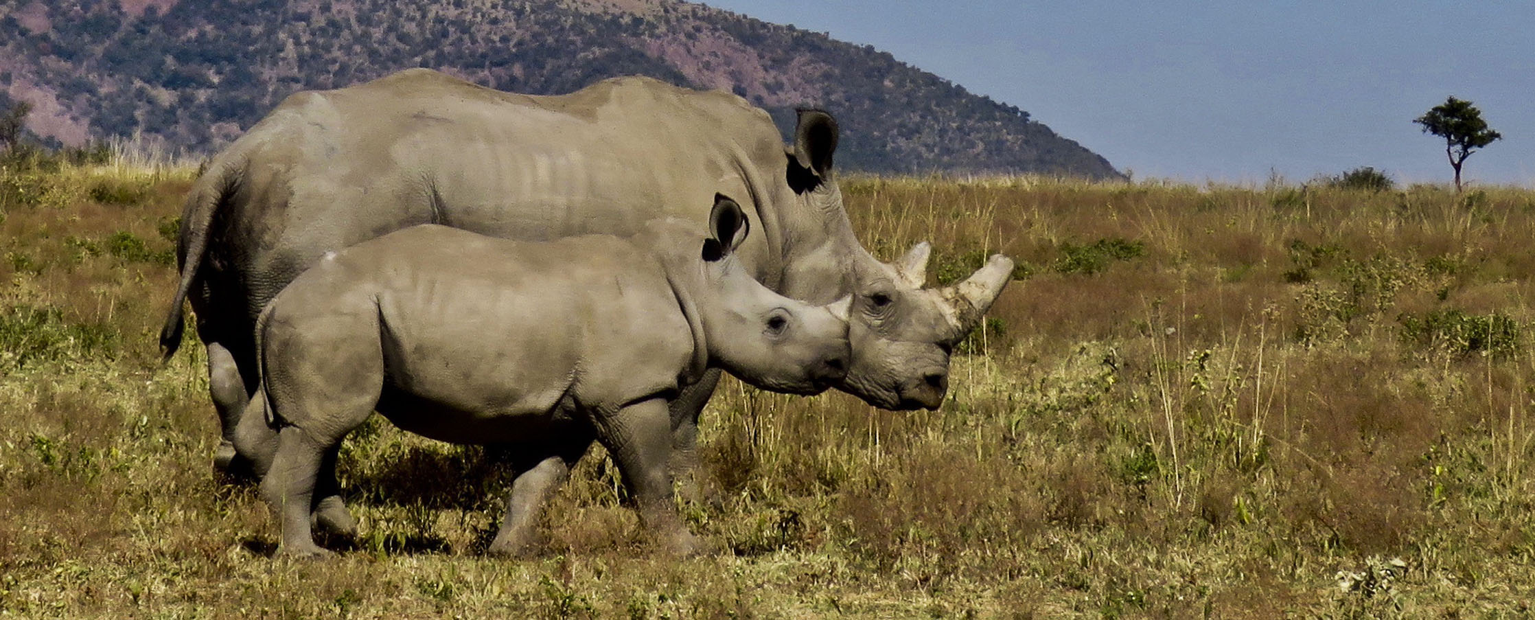 canada ban rhino