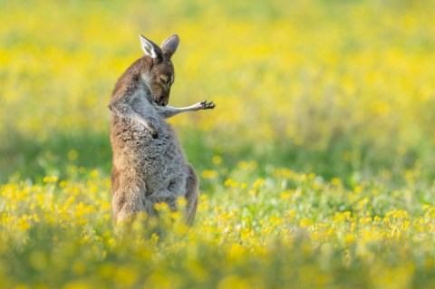 Rock ‘n roo — it’s a wildly funny world when animals show their comedic side