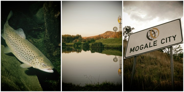 A Sewer Runs Through It — trout, barbel and the microcosm of state failure in the Cradle of Humankind