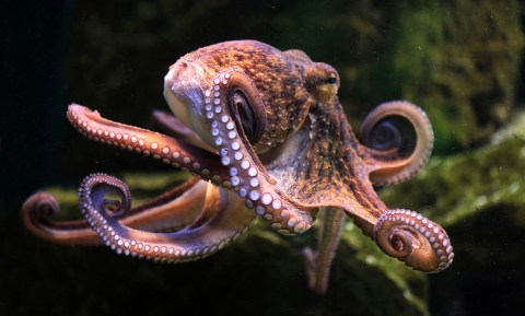 Caught in Mauritania and eaten in Japan, the common octopus is being fished out