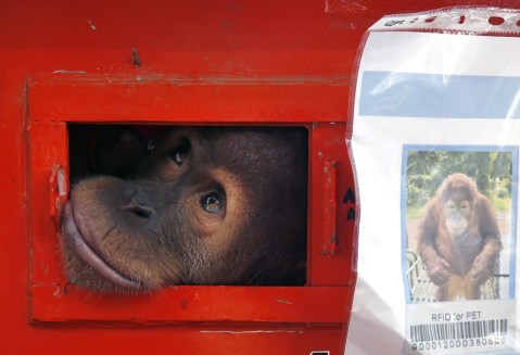 Smuggled orangutans returned to their home country, and more from around the world