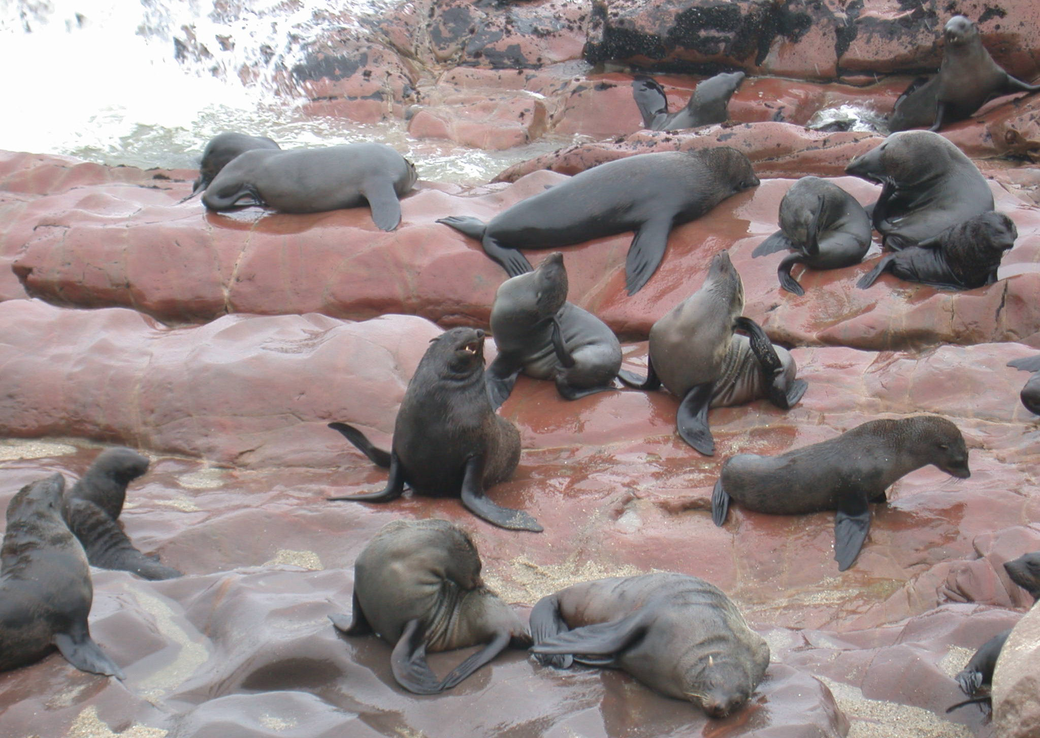 A Cape fur seal colony in Namibia, southern Africa